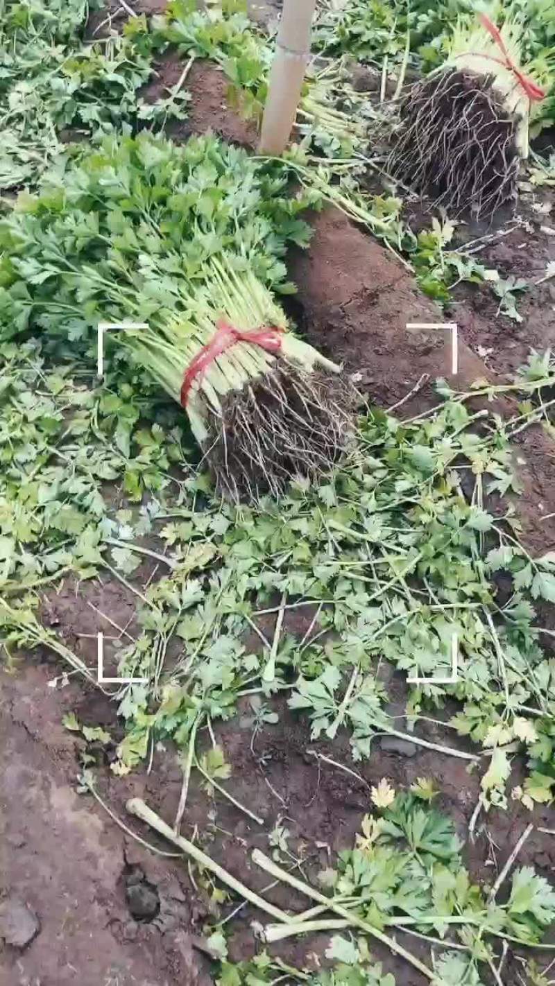 拔根割根芹菜