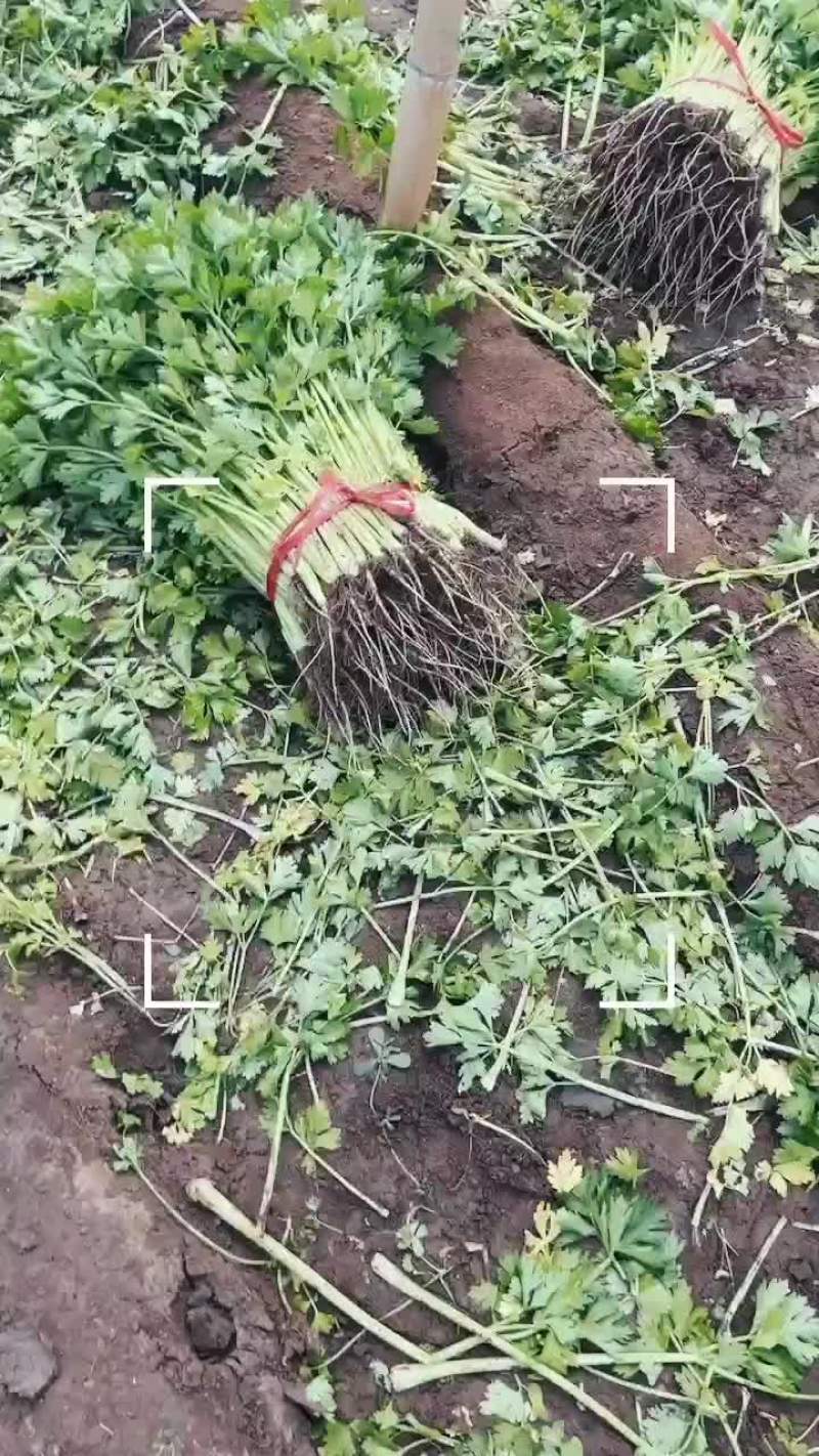 拔根割根芹菜