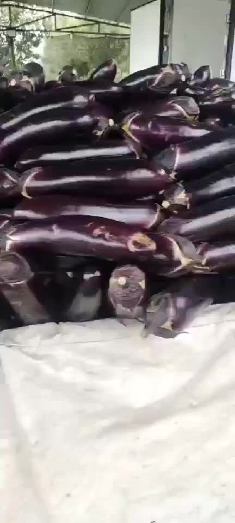 茄子