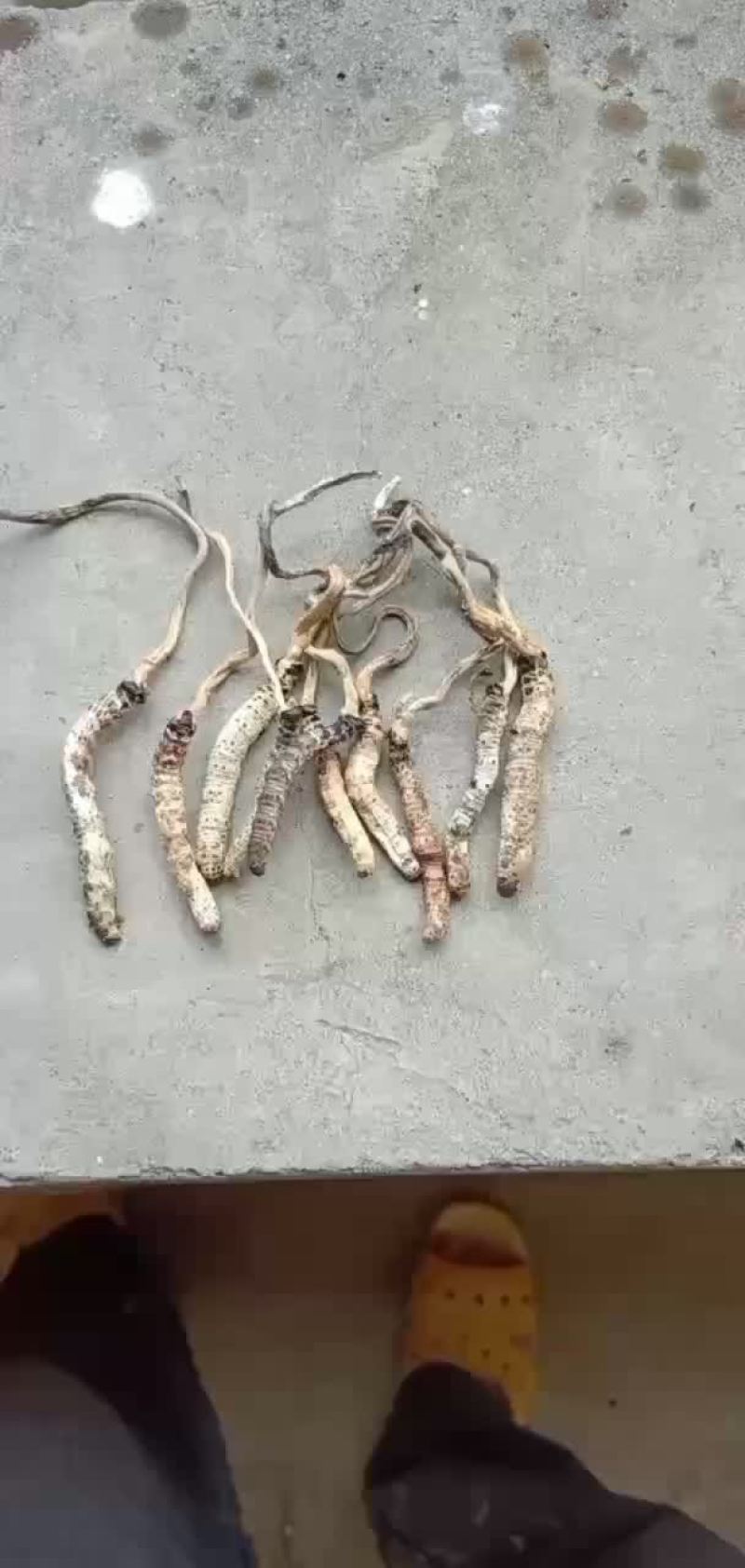 虫草