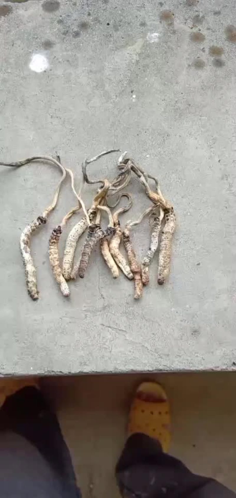 虫草