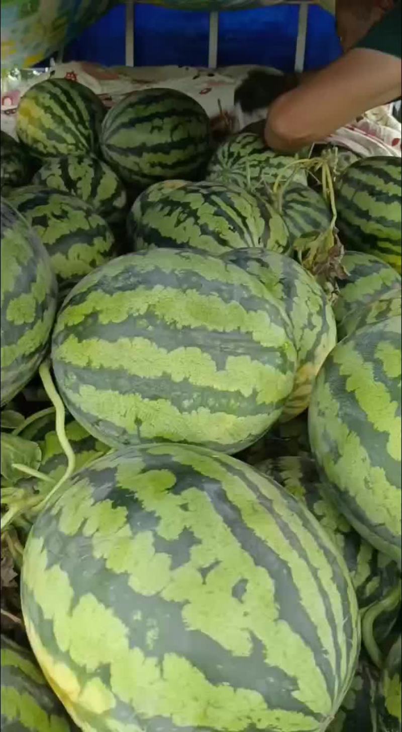 甜王西瓜，黑子红壤甜度很好