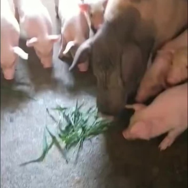 靓靓长白仔猪，贷源充足，质量保证