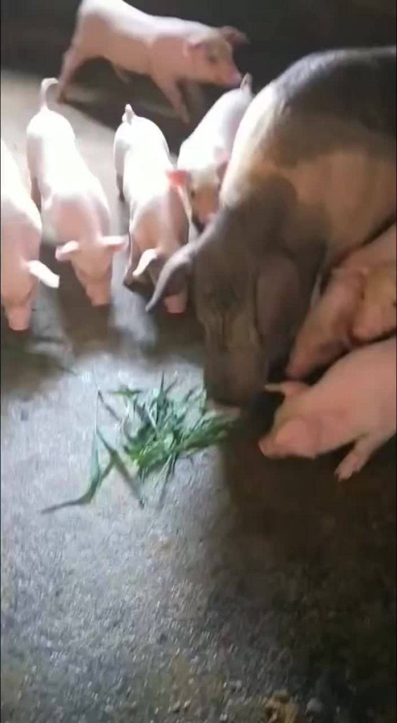 靓靓长白仔猪，贷源充足，质量保证