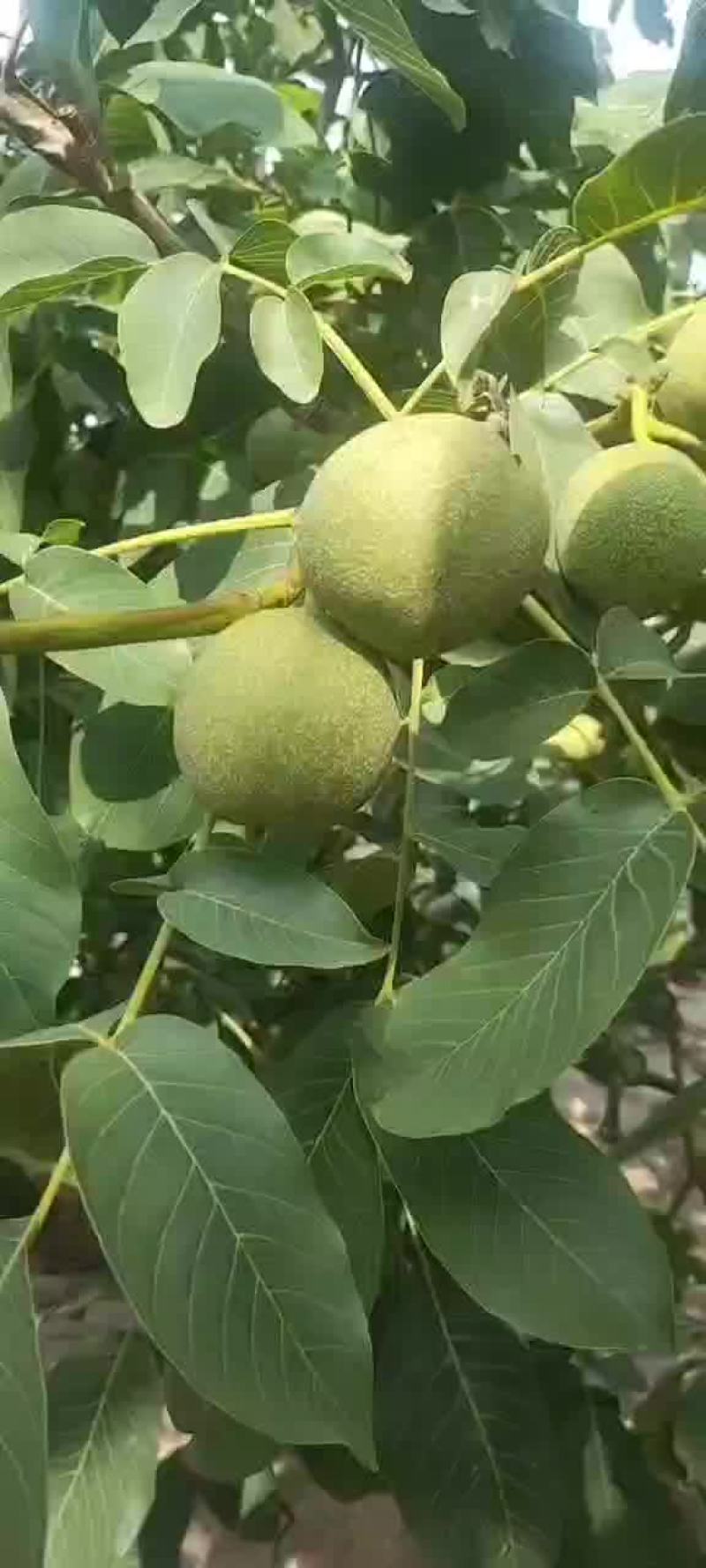 核桃大量上市