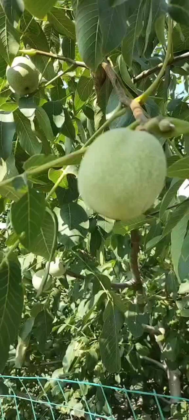 核桃大量上市