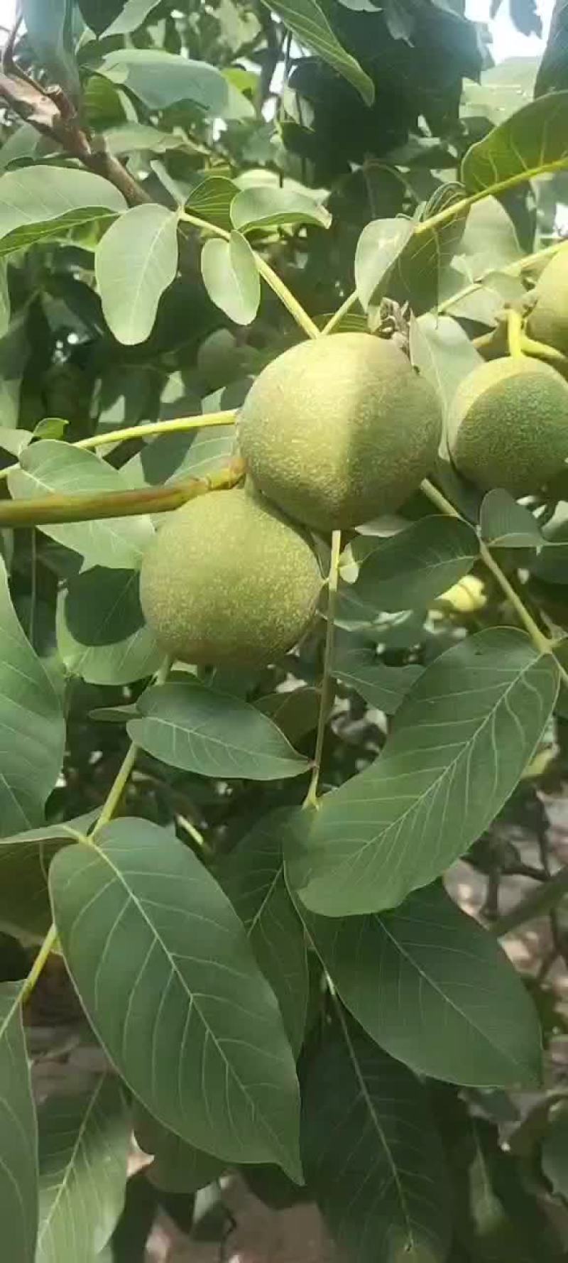 核桃大量上市
