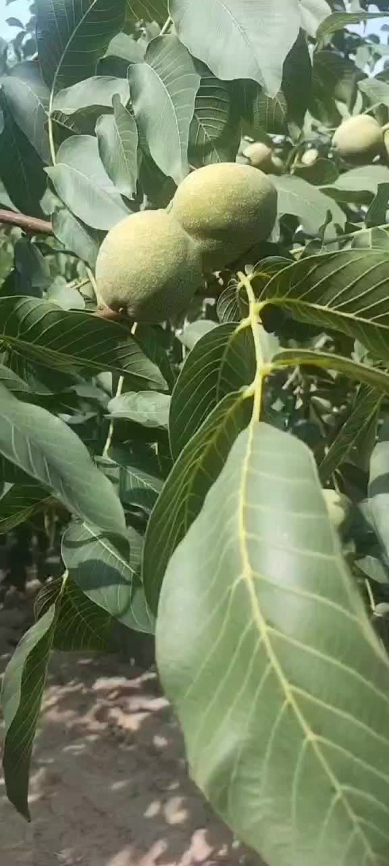核桃大量上市