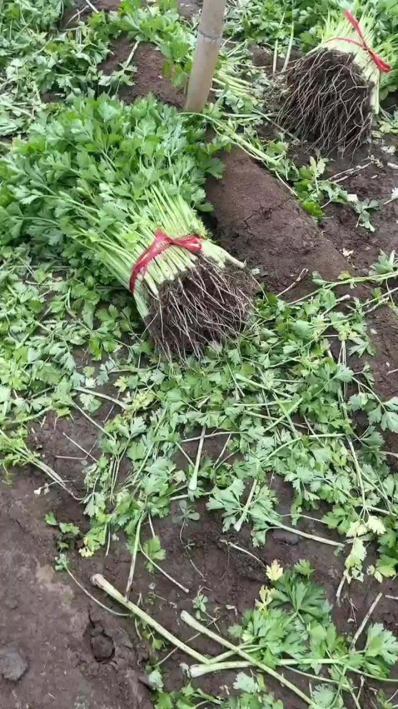 芹菜