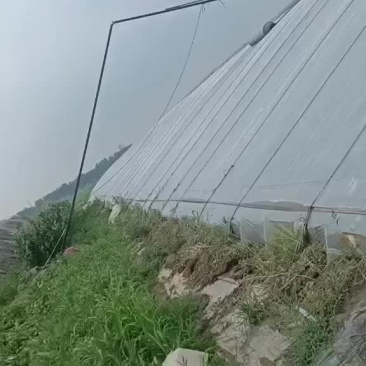 蔬菜大棚出售，地下棚