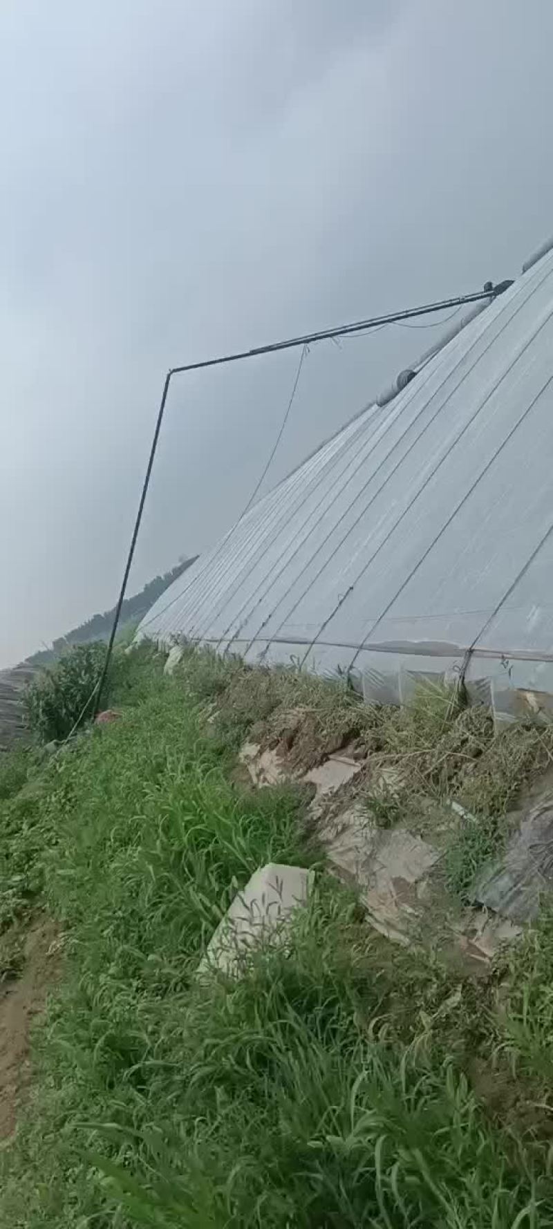 蔬菜大棚出售，地下棚