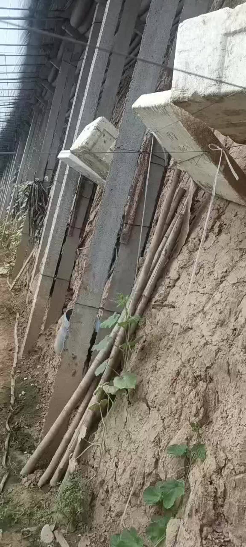 蔬菜大棚出售，地下棚
