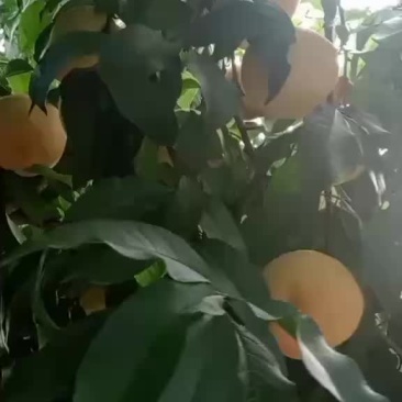 红不软桃子已脱袋，七月六号可正式上市，有需要的联系我