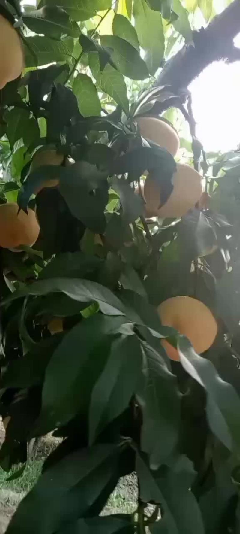 红不软桃子已脱袋，七月六号可正式上市，有需要的联系我
