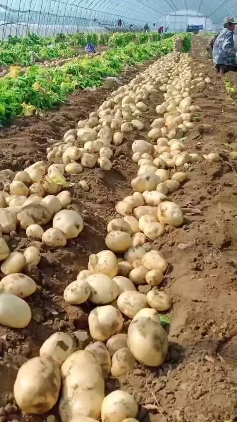 辽宁绥中砂土地黄阳土豆大量上市