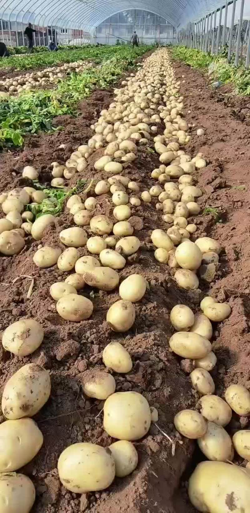 辽宁绥中砂土地黄阳土豆大量上市