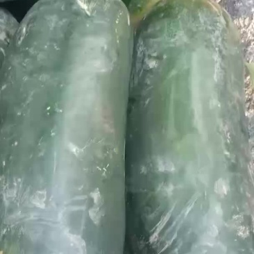 铁心黑皮冬瓜