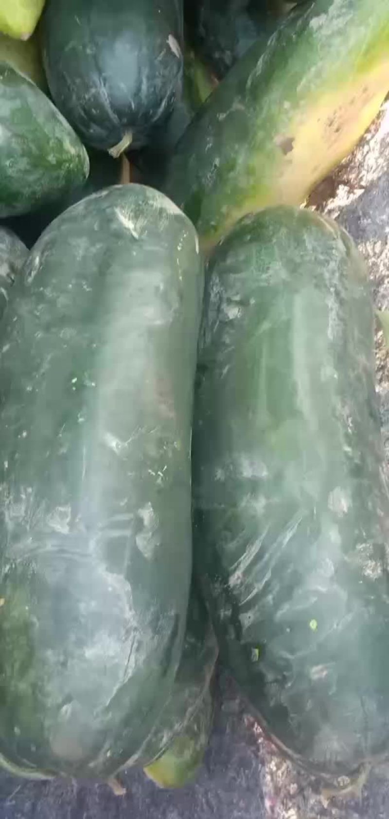 铁心黑皮冬瓜