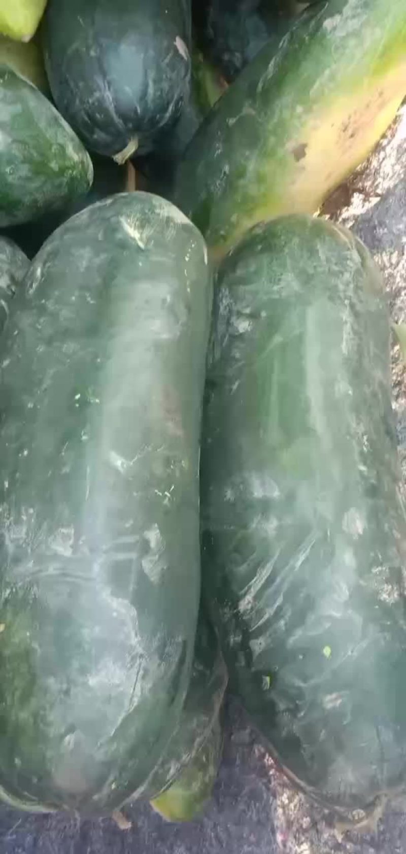 铁心黑皮冬瓜