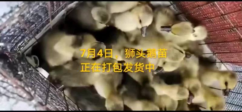 鸵鸟蛋