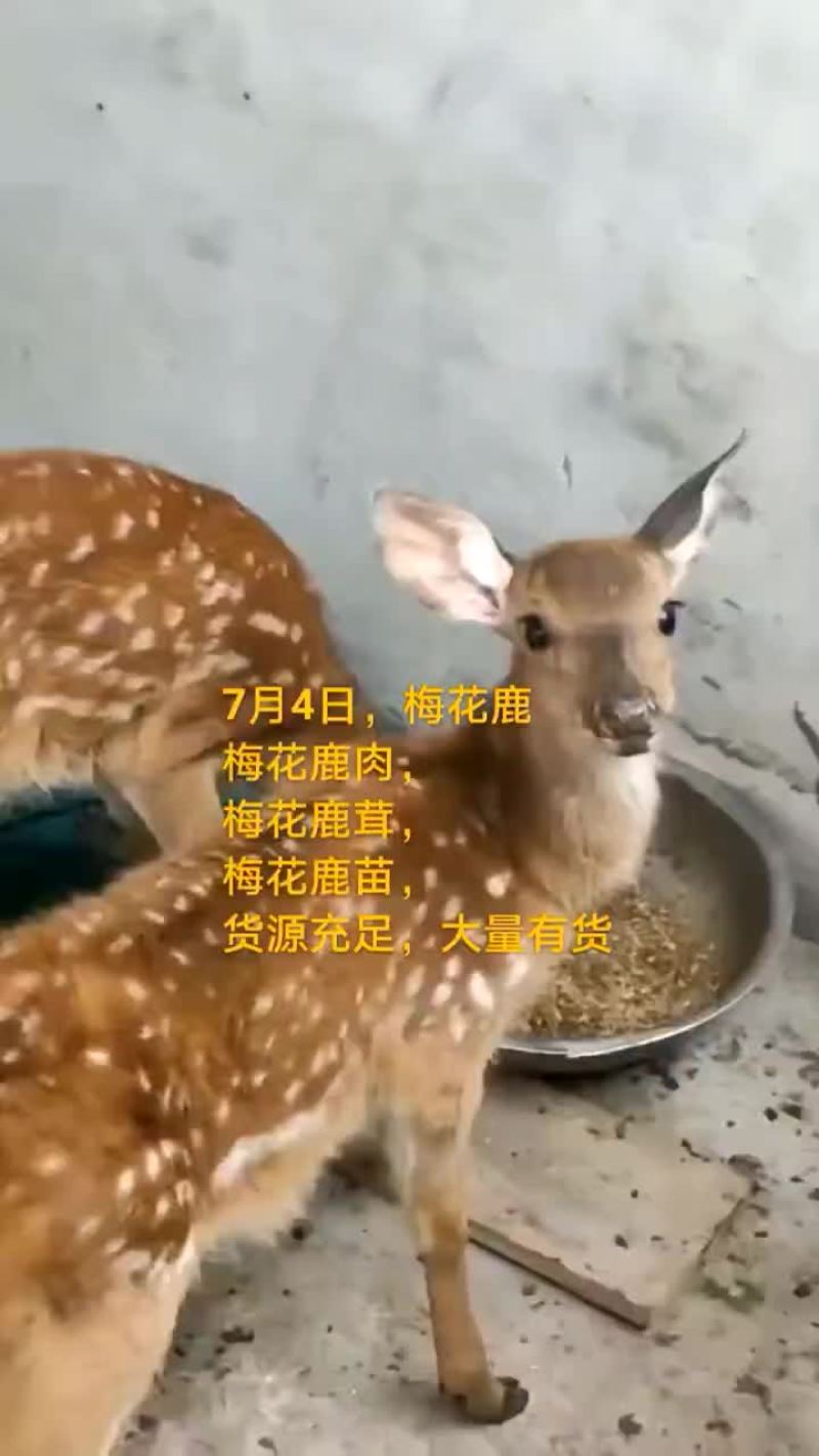 鸵鸟蛋