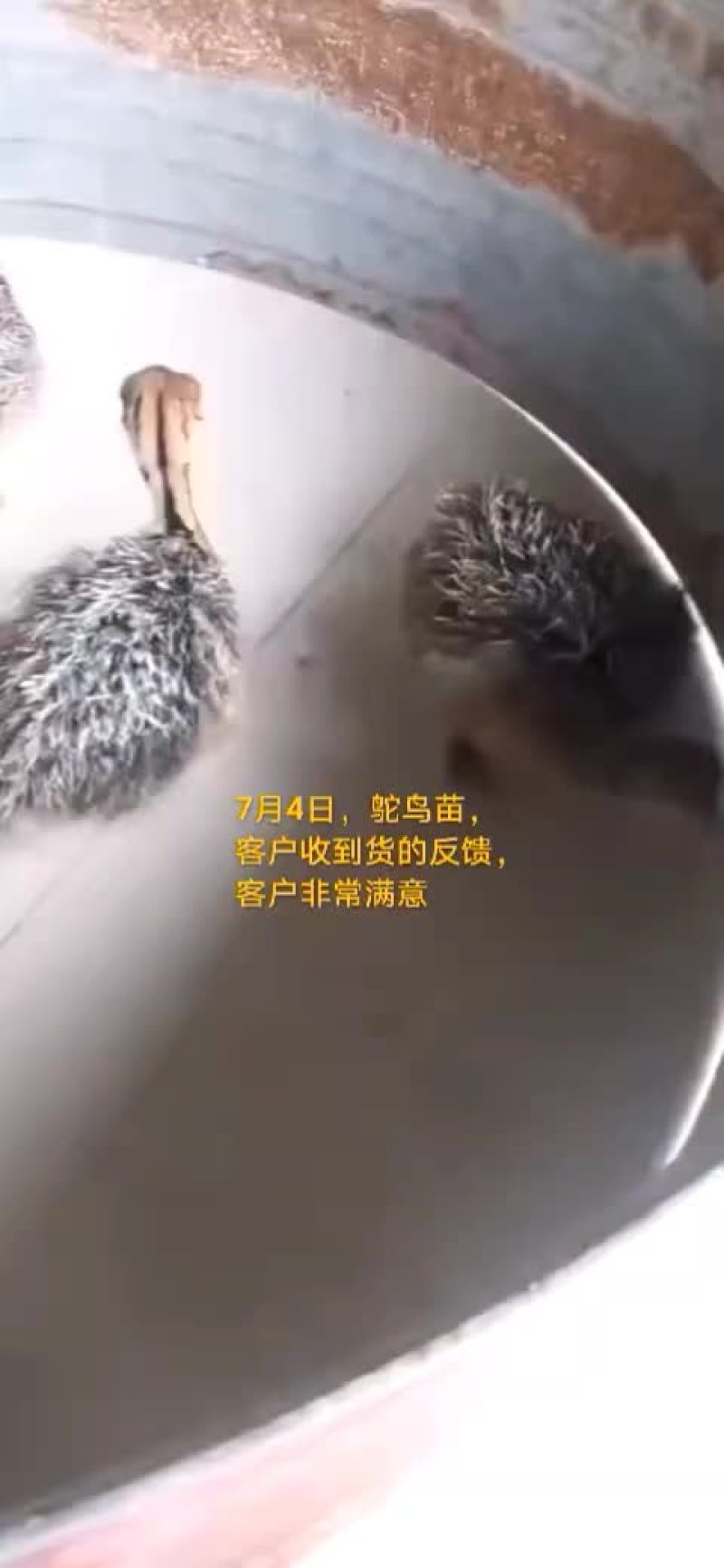 鸵鸟蛋