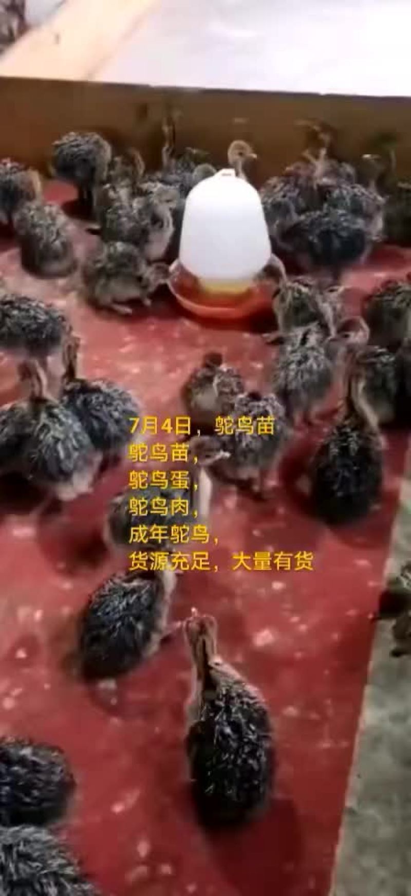 鸵鸟蛋