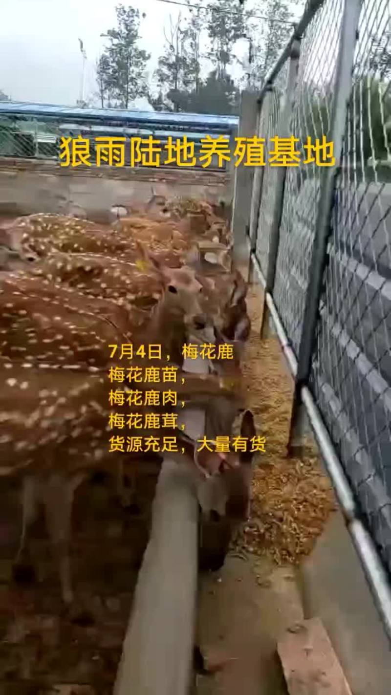 鸵鸟蛋