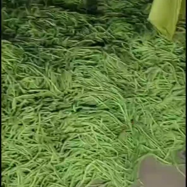 大量脱水豆角，不空，有条形，高下检
