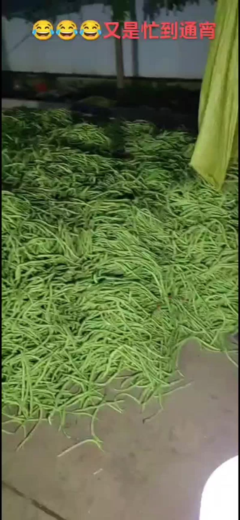 大量脱水豆角，不空，有条形，高下检