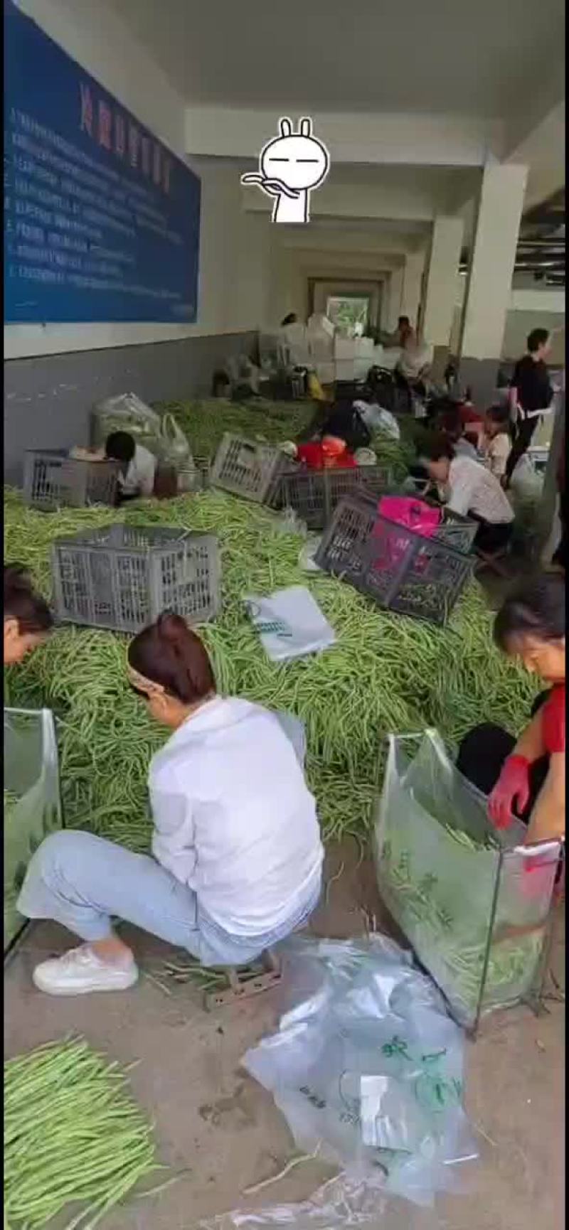 大量脱水豆角，不空，有条形，高下检