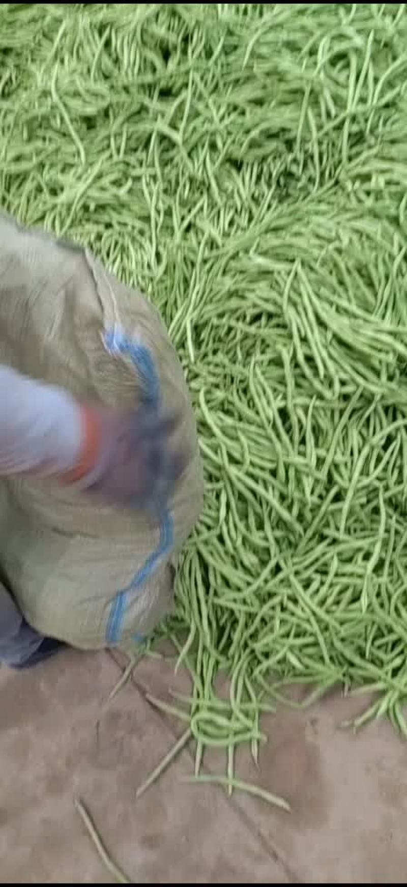 大量脱水豆角，不空，有条形，高下检