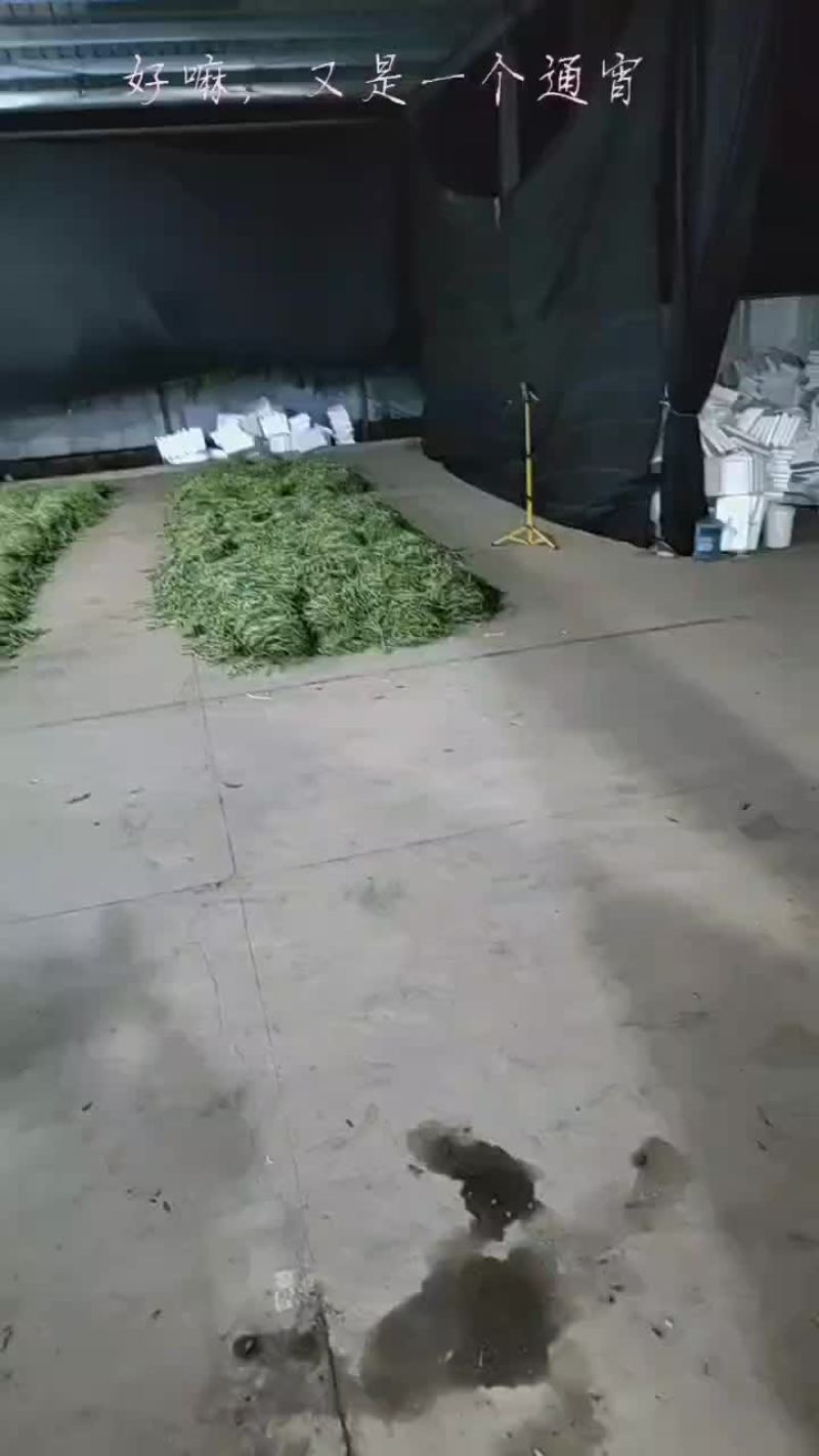 大量脱水豆角，不空，有条形，高下检