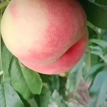 红不软毛桃