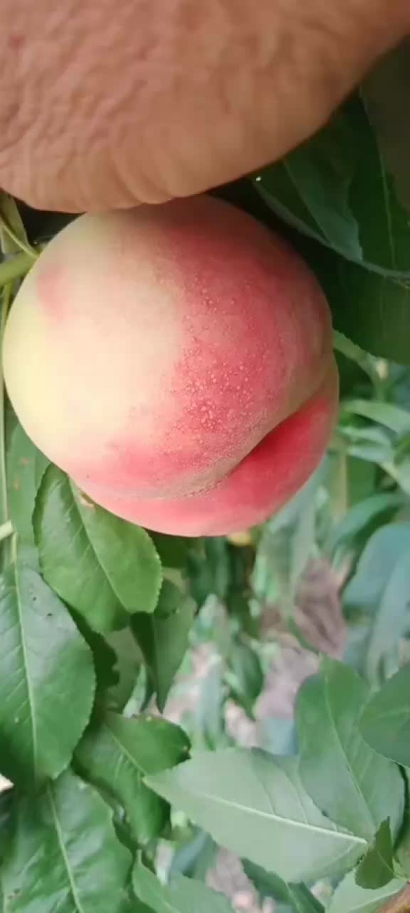 红不软毛桃