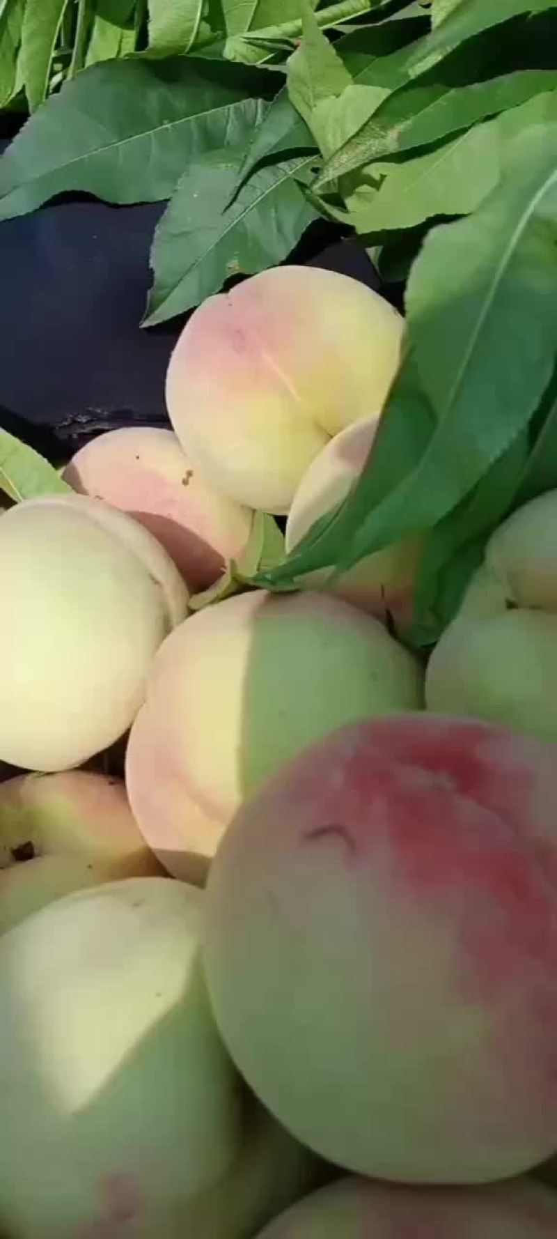 红不软毛桃