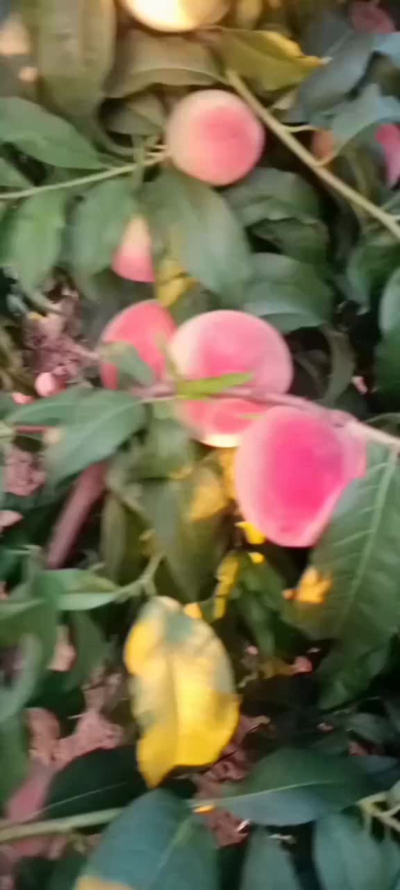 红不软毛桃