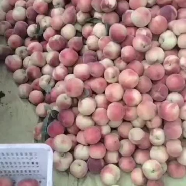 精品突围毛桃，颜色好看质量很好，口感一般般！！