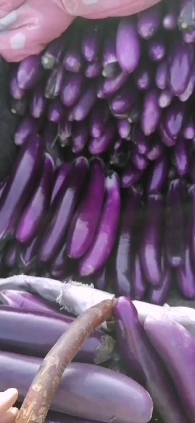 紫红广茄大量上市