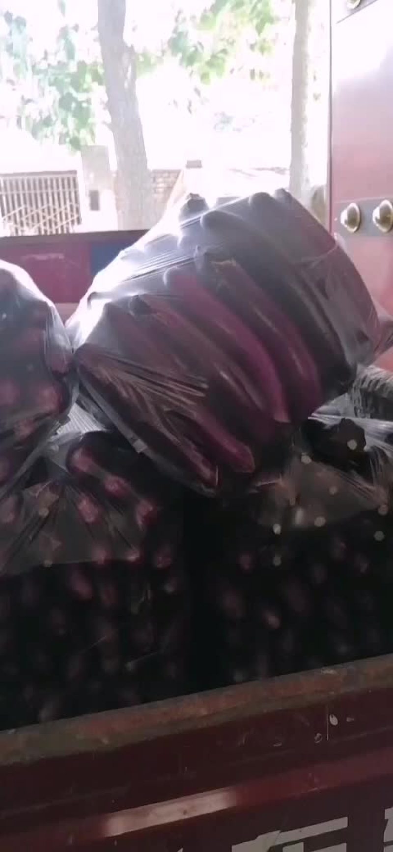 紫红广茄大量上市