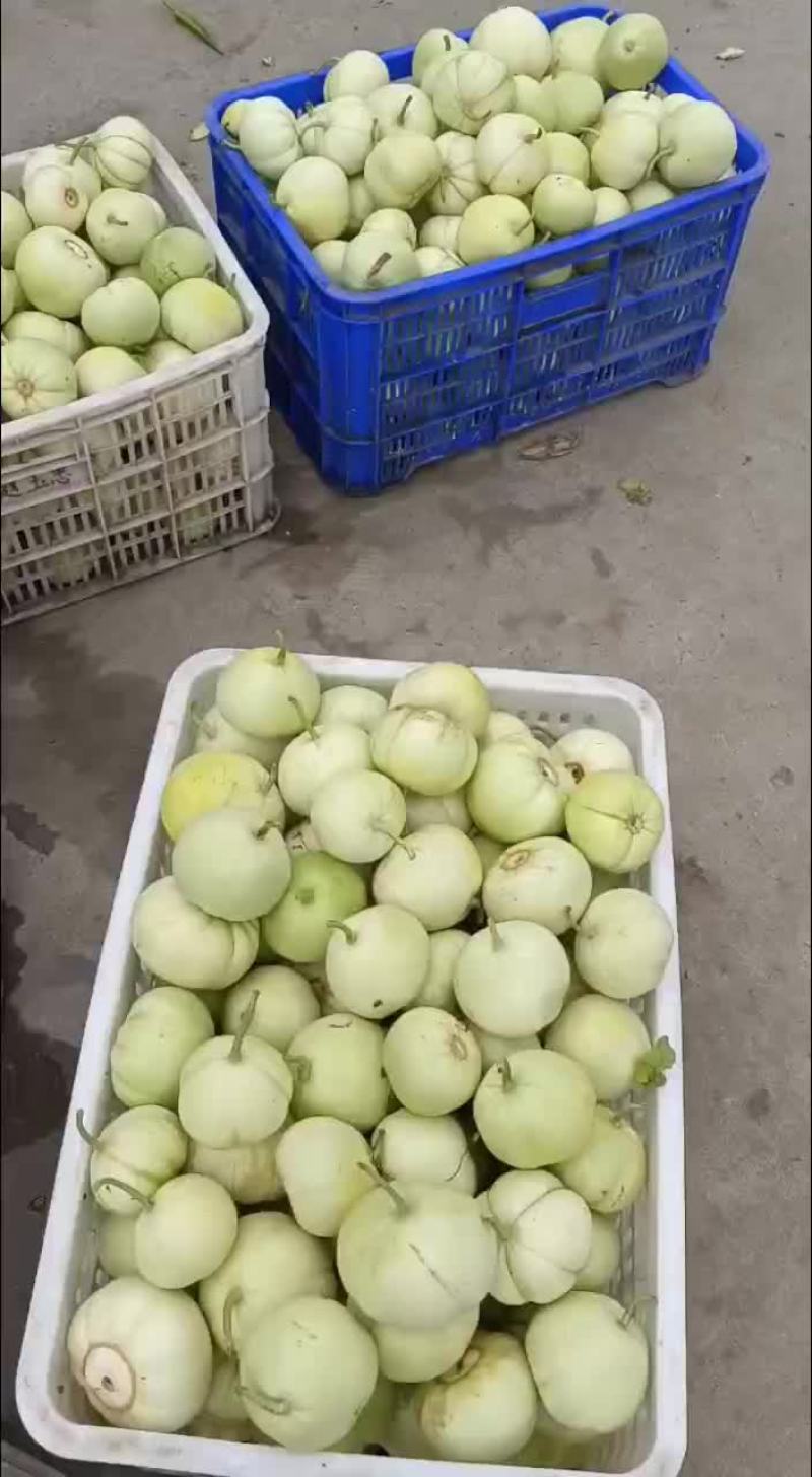 甜宝甜瓜
