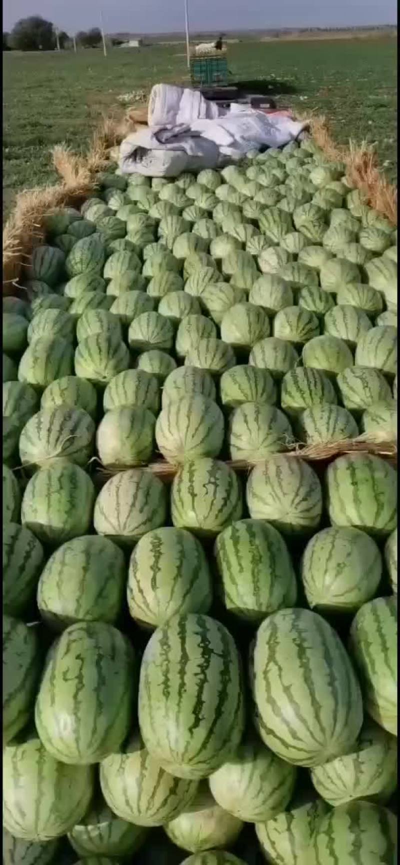西瓜