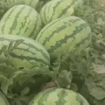 西瓜
