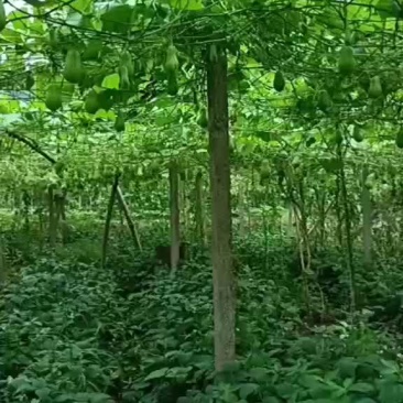 精品佛手瓜，土耳瓜。