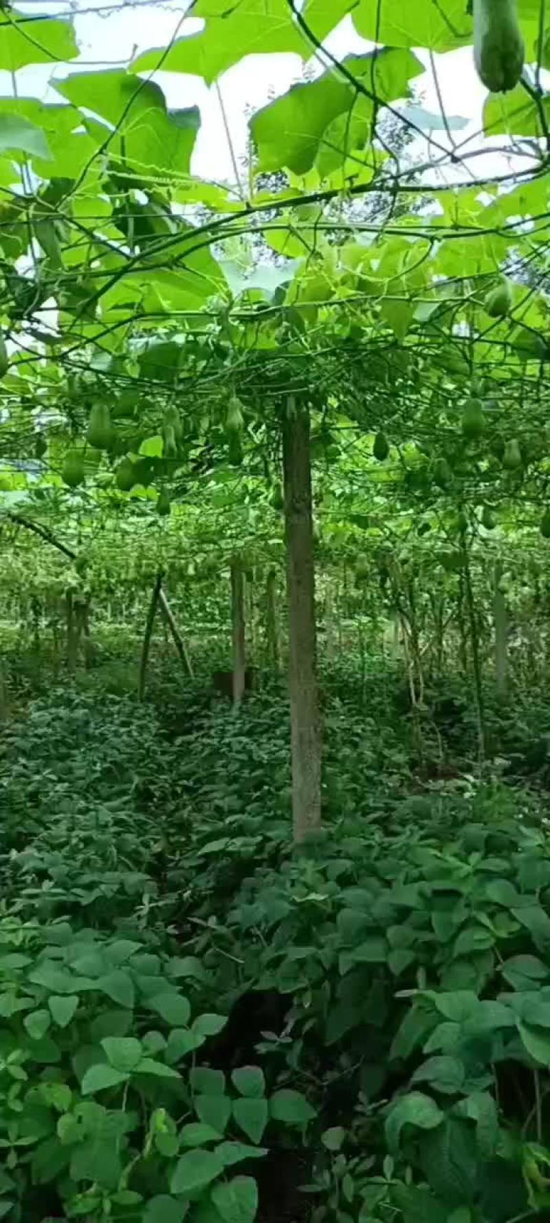 精品佛手瓜，土耳瓜。