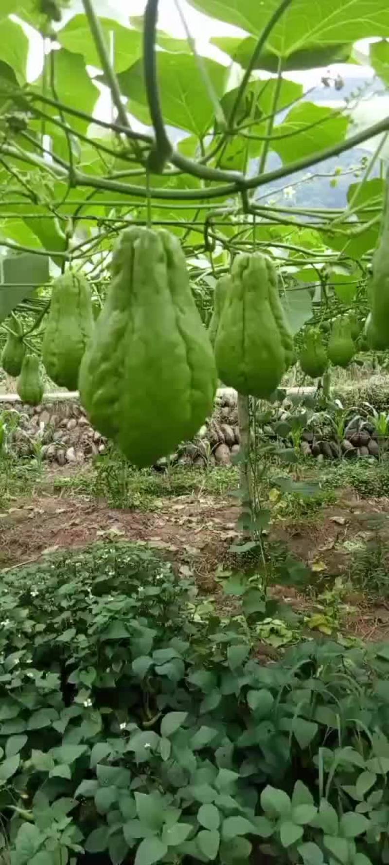 精品佛手瓜，土耳瓜。