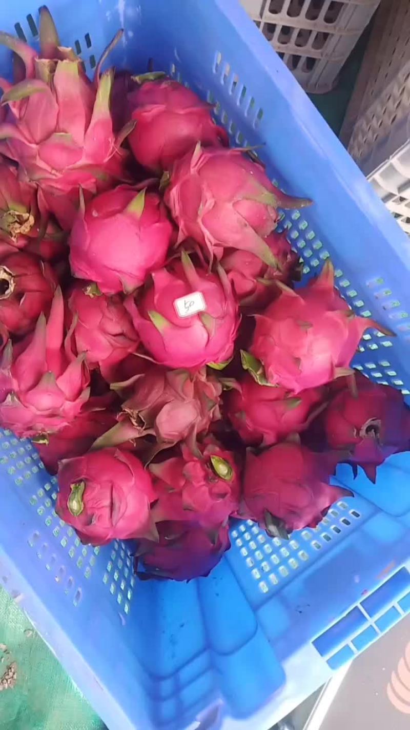 红心火龙果