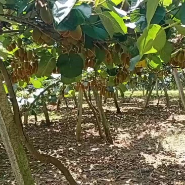 猕猴桃