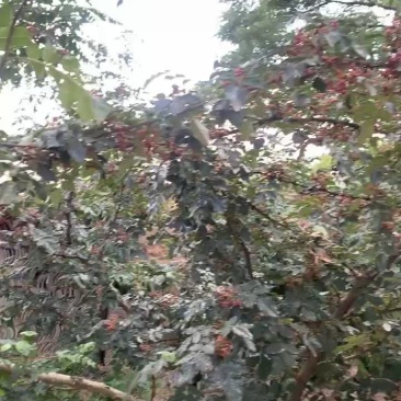 甘肃天水大红袍花椒，味道浓，颜色好，颗粒饱满，发财致电