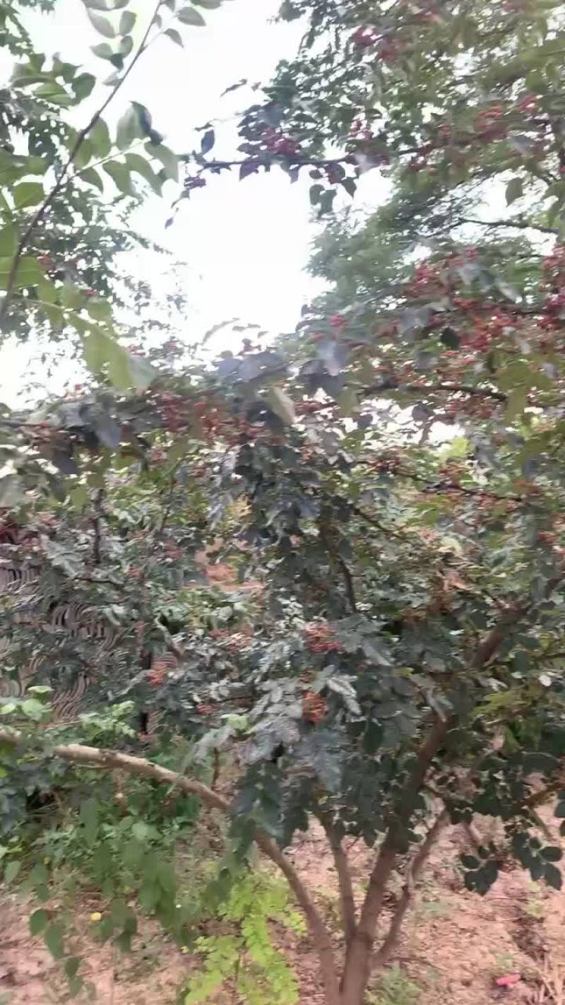 甘肃天水大红袍花椒，味道浓，颜色好，颗粒饱满，发财致电